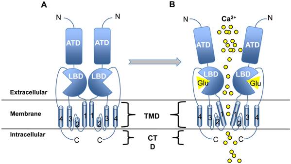 Int J Biol Sci Image