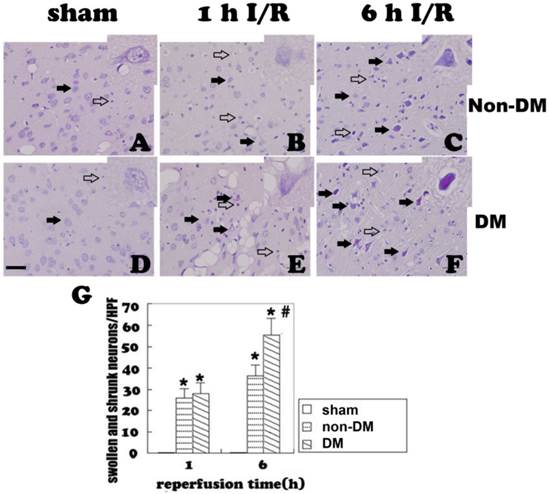 Int J Biol Sci Image