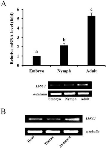 Int J Biol Sci Image