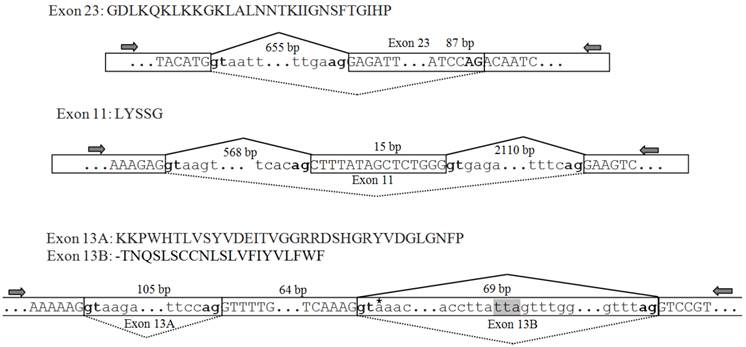 Int J Biol Sci Image