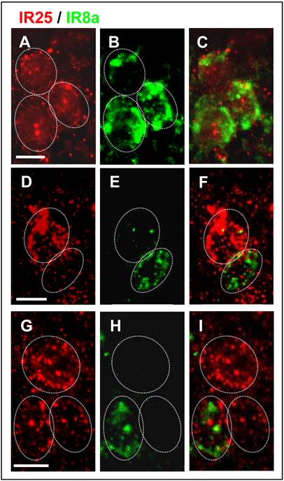 Int J Biol Sci Image