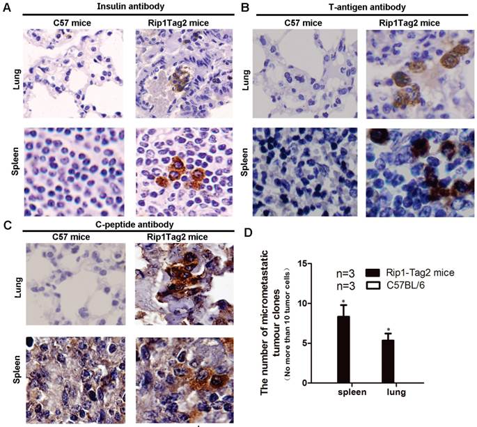 Int J Biol Sci Image