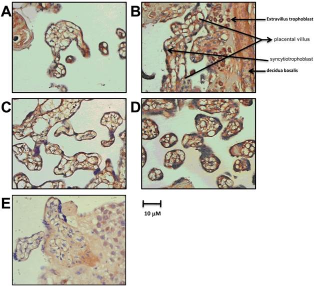 Int J Biol Sci Image