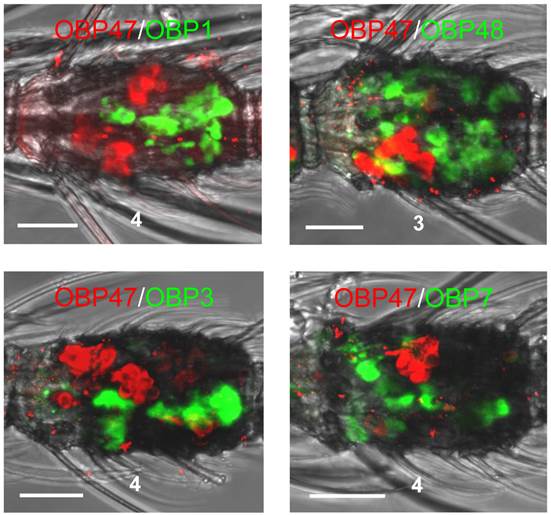 Int J Biol Sci Image