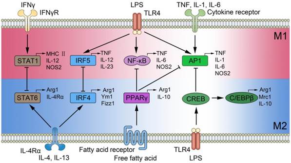 Int J Biol Sci Image