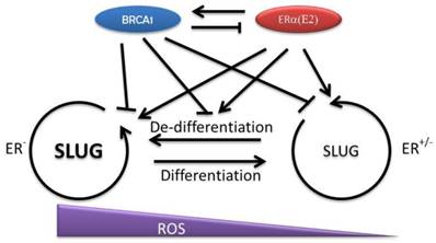 Int J Biol Sci Image