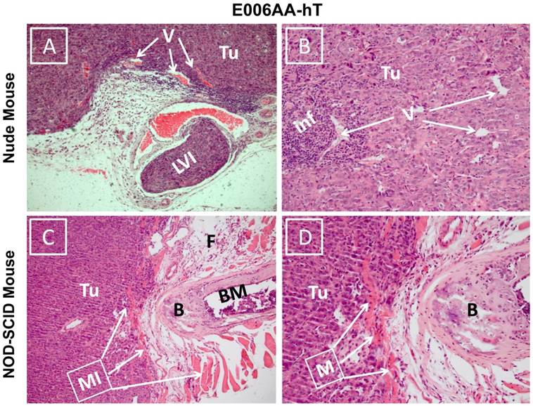 Int J Biol Sci Image