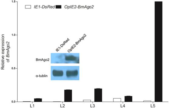 Int J Biol Sci Image