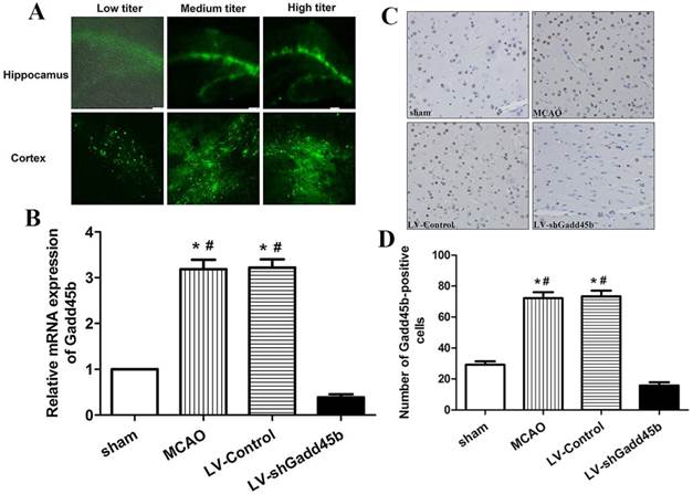 Int J Biol Sci Image