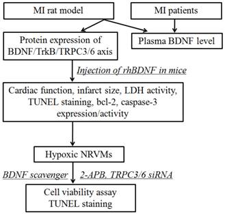 Int J Biol Sci Image