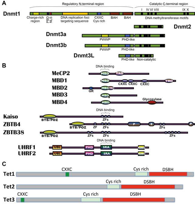 Int J Biol Sci Image