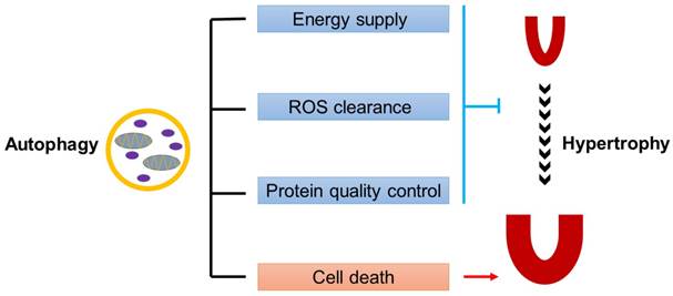 Int J Biol Sci Image