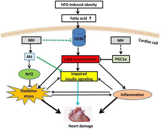 Int J Biol Sci Image