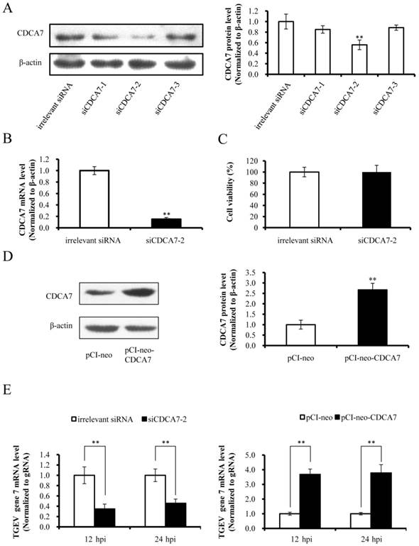 Int J Biol Sci Image