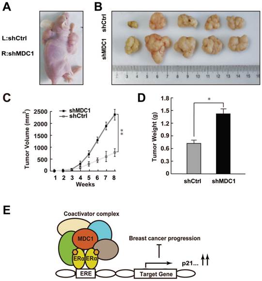 Int J Biol Sci Image