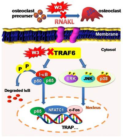 Int J Biol Sci Image