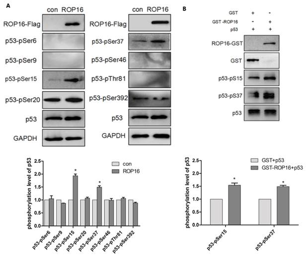Int J Biol Sci Image