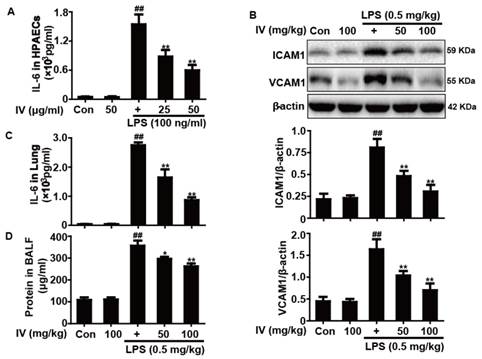 Int J Biol Sci Image