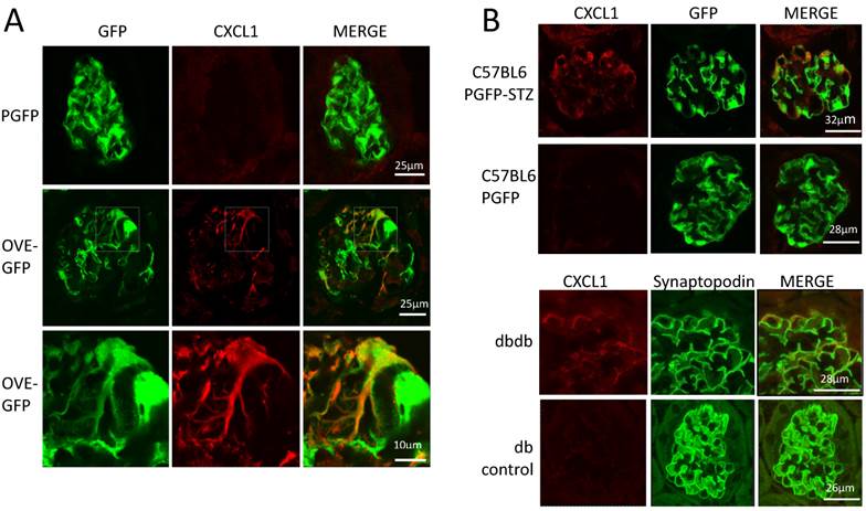 Int J Biol Sci Image