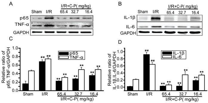 Int J Biol Sci Image