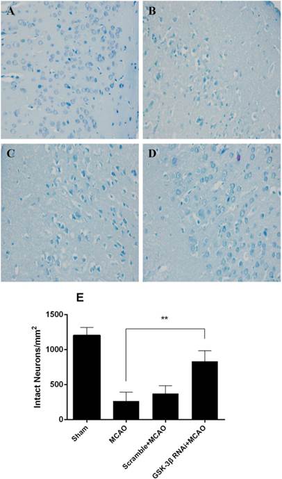 Int J Biol Sci Image