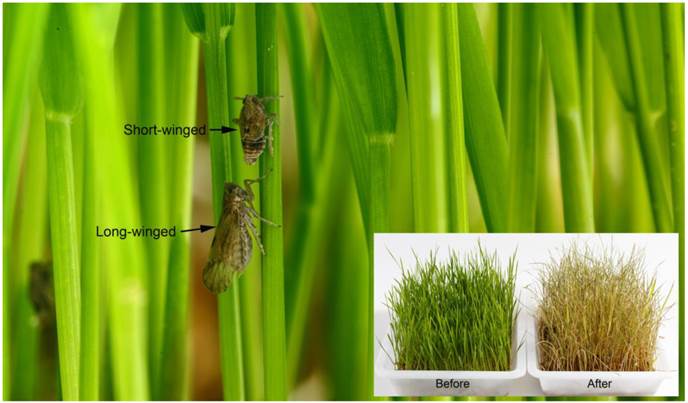 Int J Biol Sci Image