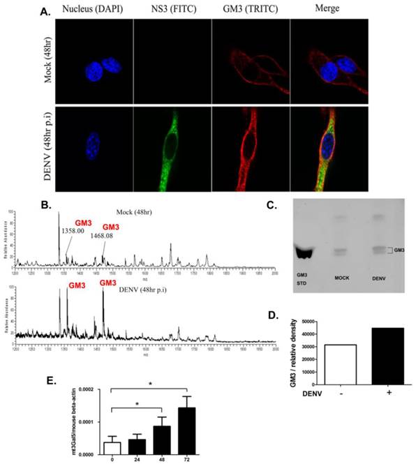 Int J Biol Sci Image