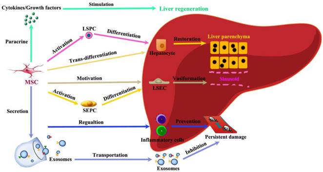 Using stem cells for liver regeneration - Medicine by Design