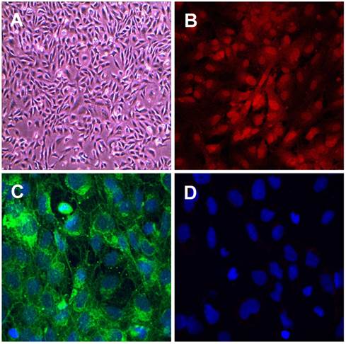 Int J Biol Sci Image