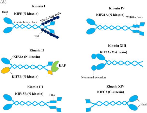 Int J Biol Sci Image