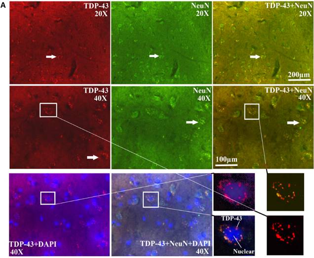 Int J Biol Sci Image