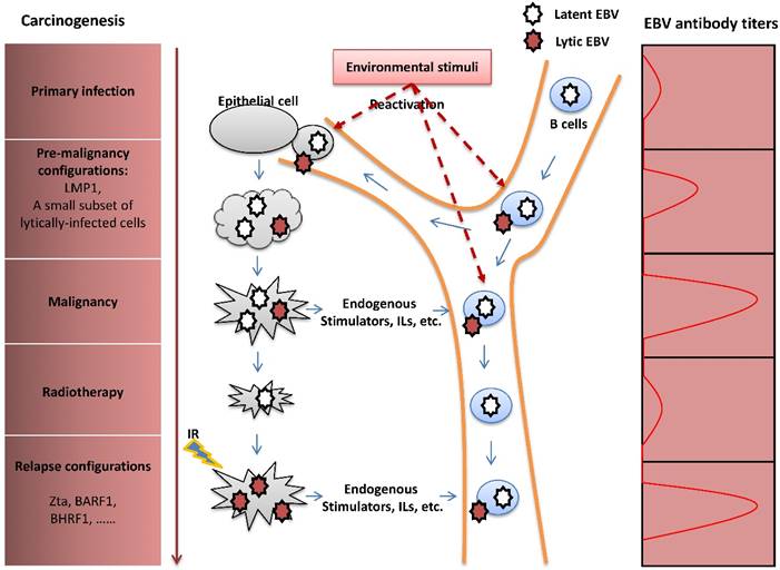 Int J Biol Sci Image