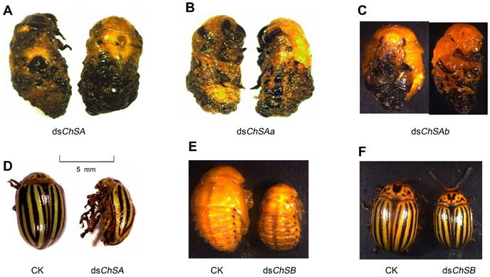 Int J Biol Sci Image