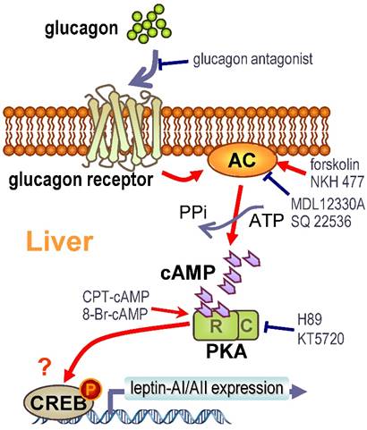 Int J Biol Sci Image