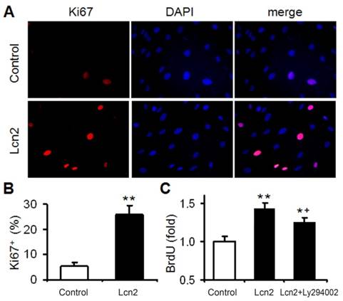 Int J Biol Sci Image