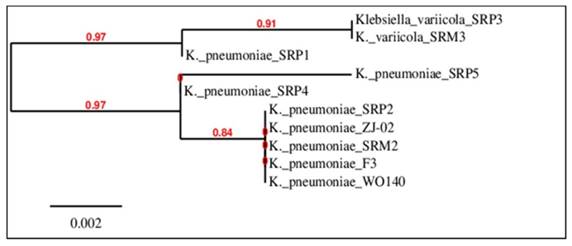 Int J Biol Sci Image