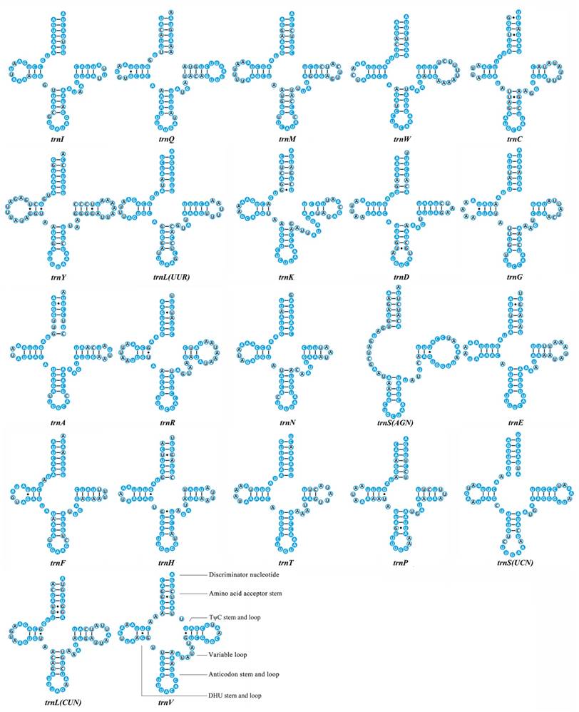 Int J Biol Sci Image