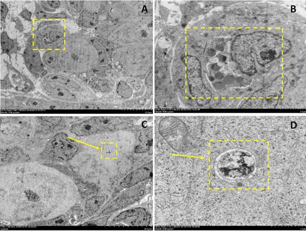 Int J Biol Sci Image