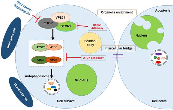 Int J Biol Sci Image