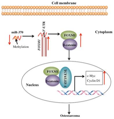 Int J Biol Sci Image