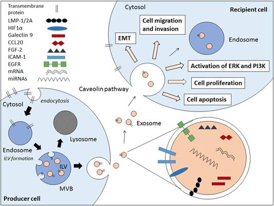 Int J Biol Sci Image