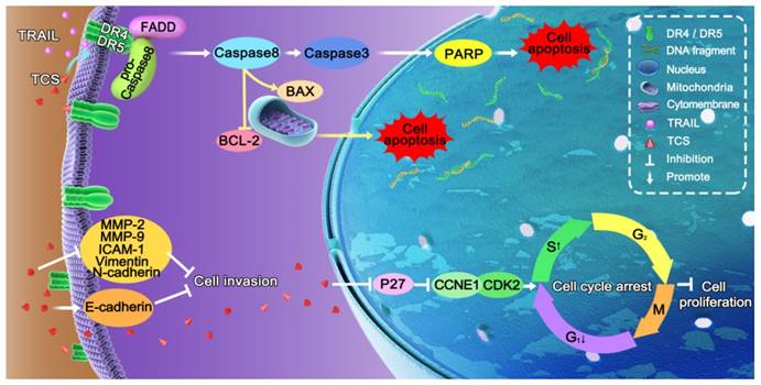 Int J Biol Sci Image