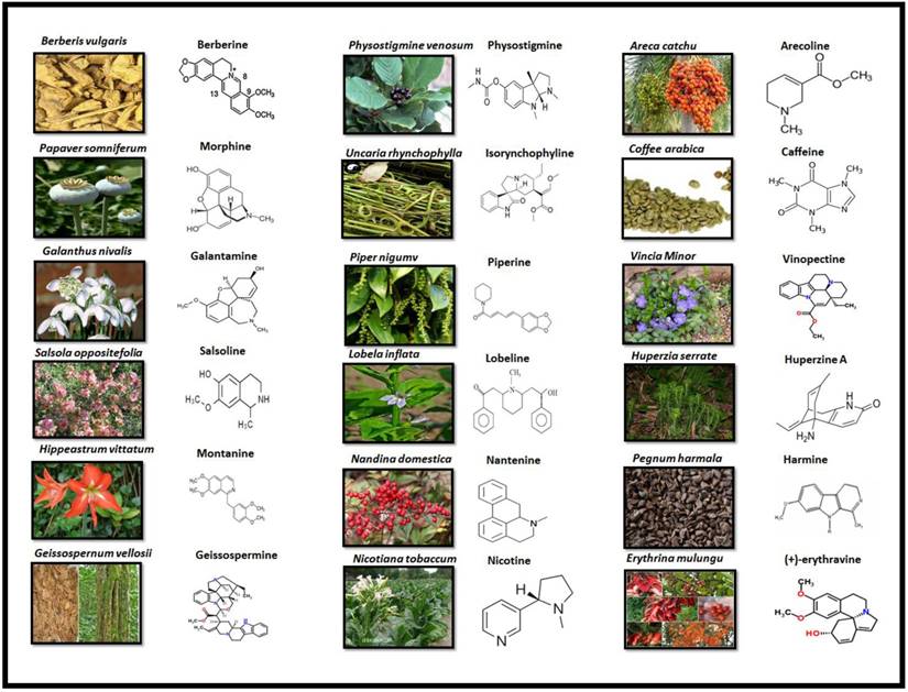 Int J Biol Sci Image