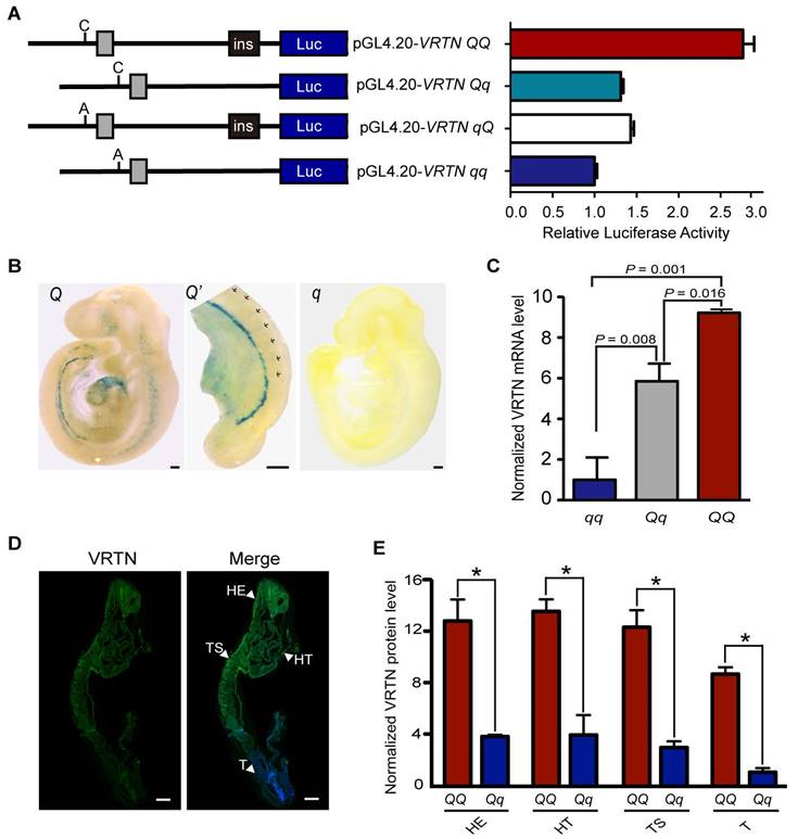 Int J Biol Sci Image