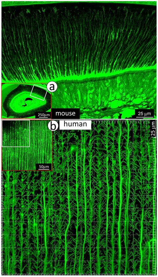 Int J Biol Sci Image