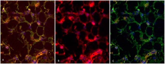 Int J Biol Sci Image