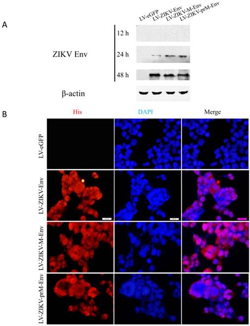 Int J Biol Sci Image