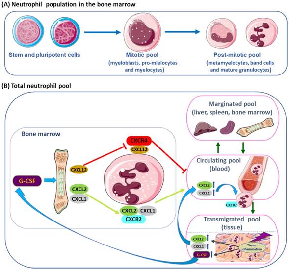 Int J Biol Sci Image