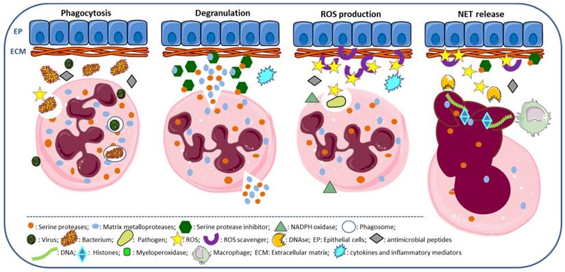 Int J Biol Sci Image