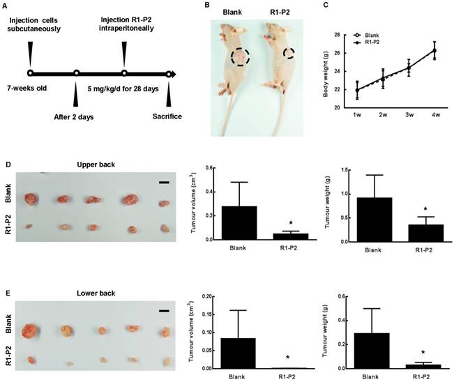 Int J Biol Sci Image